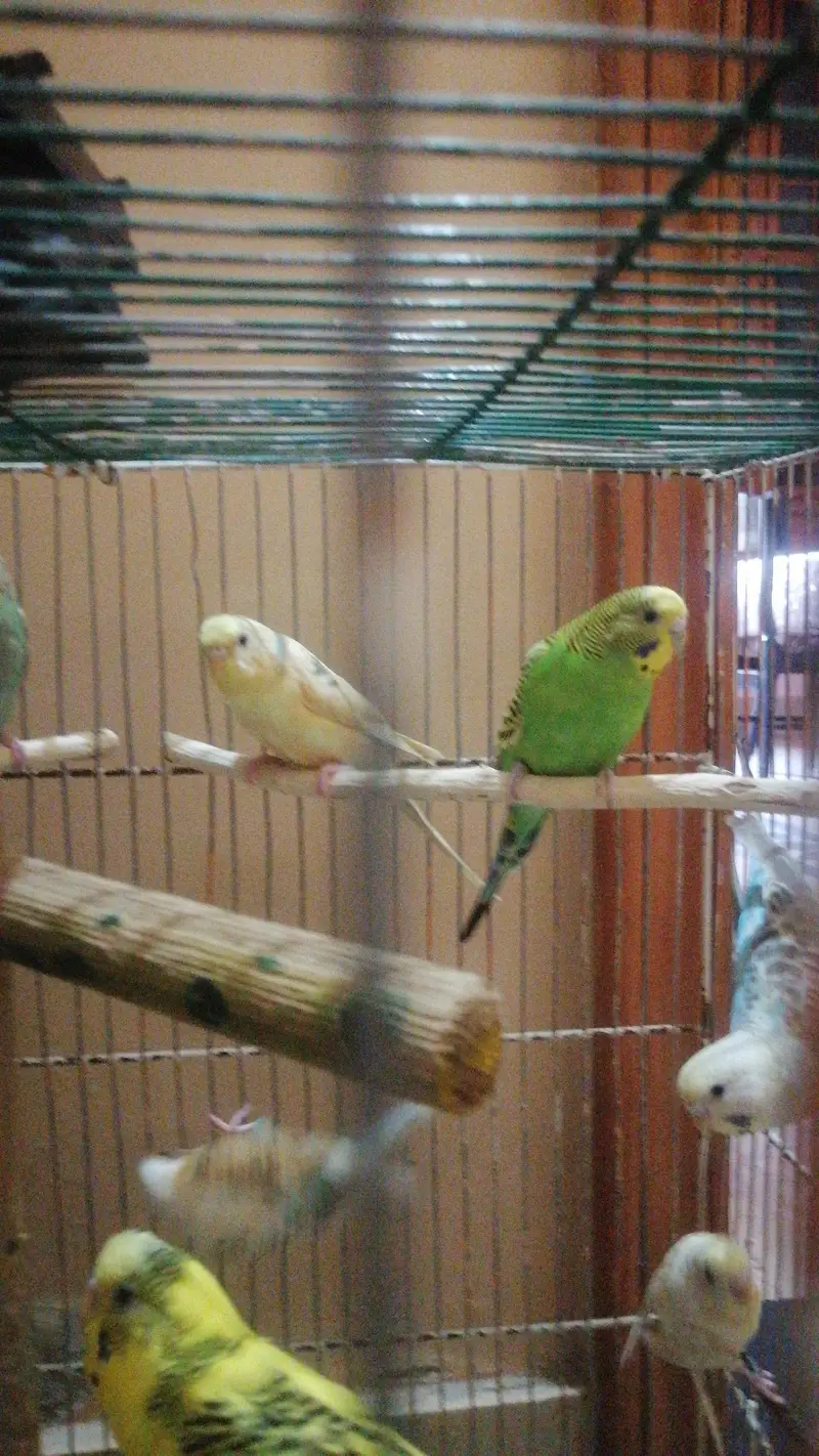 14 budgies parrots — photo 6