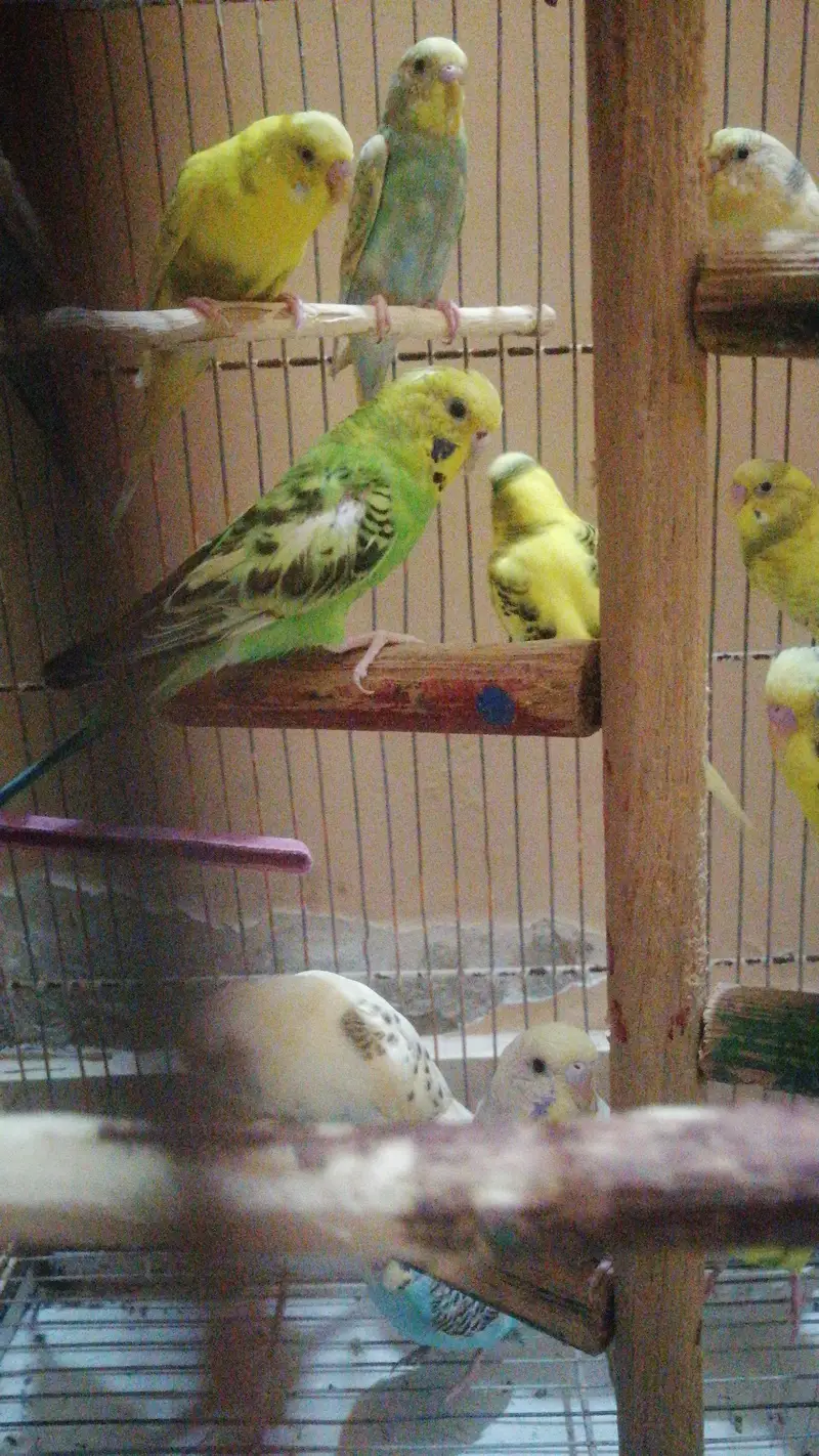 14 budgies parrots — photo 7