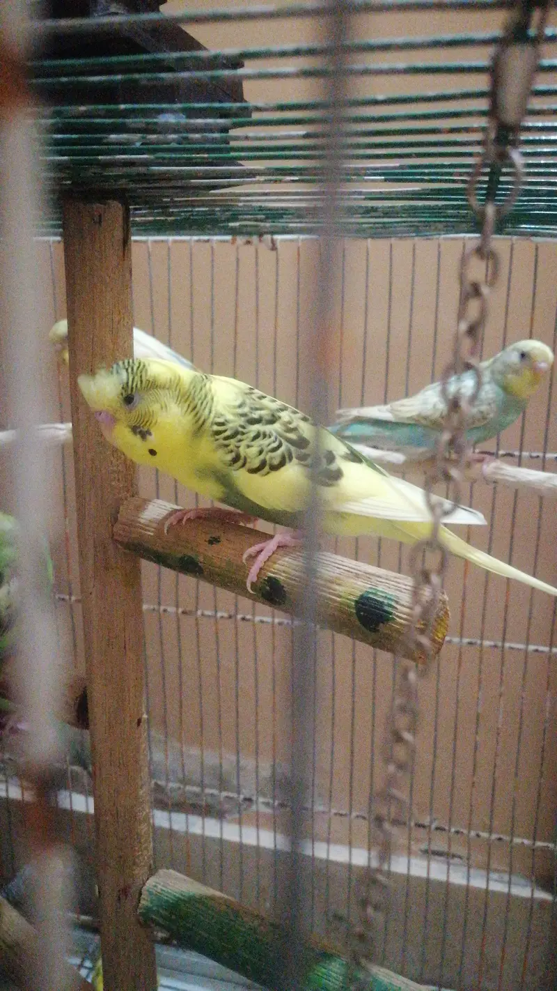 14 budgies parrots — photo 8