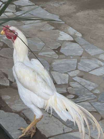 Parrot beak