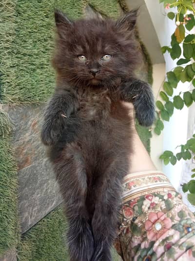 Persian cat
