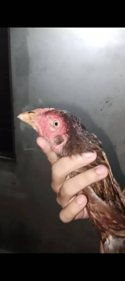 pure Pakistani aseel both game birds pair