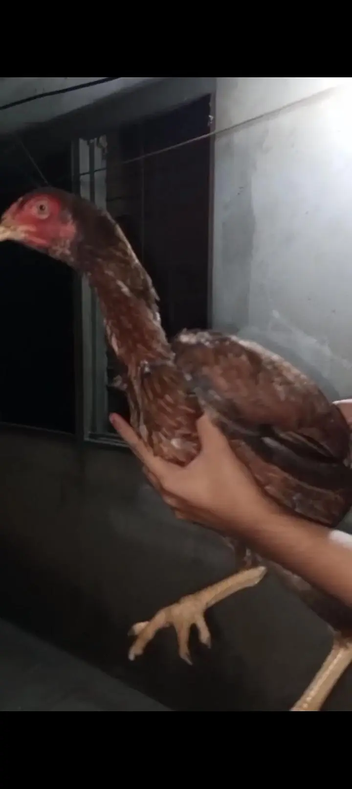 pure Pakistani aseel both game birds pair — photo 2