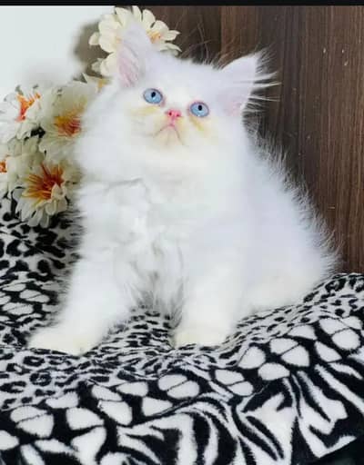 Pure Persian male