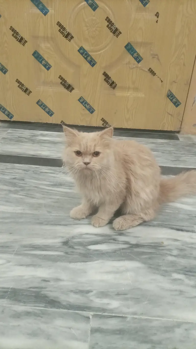 2 cat Persian double cot for sale — photo 2