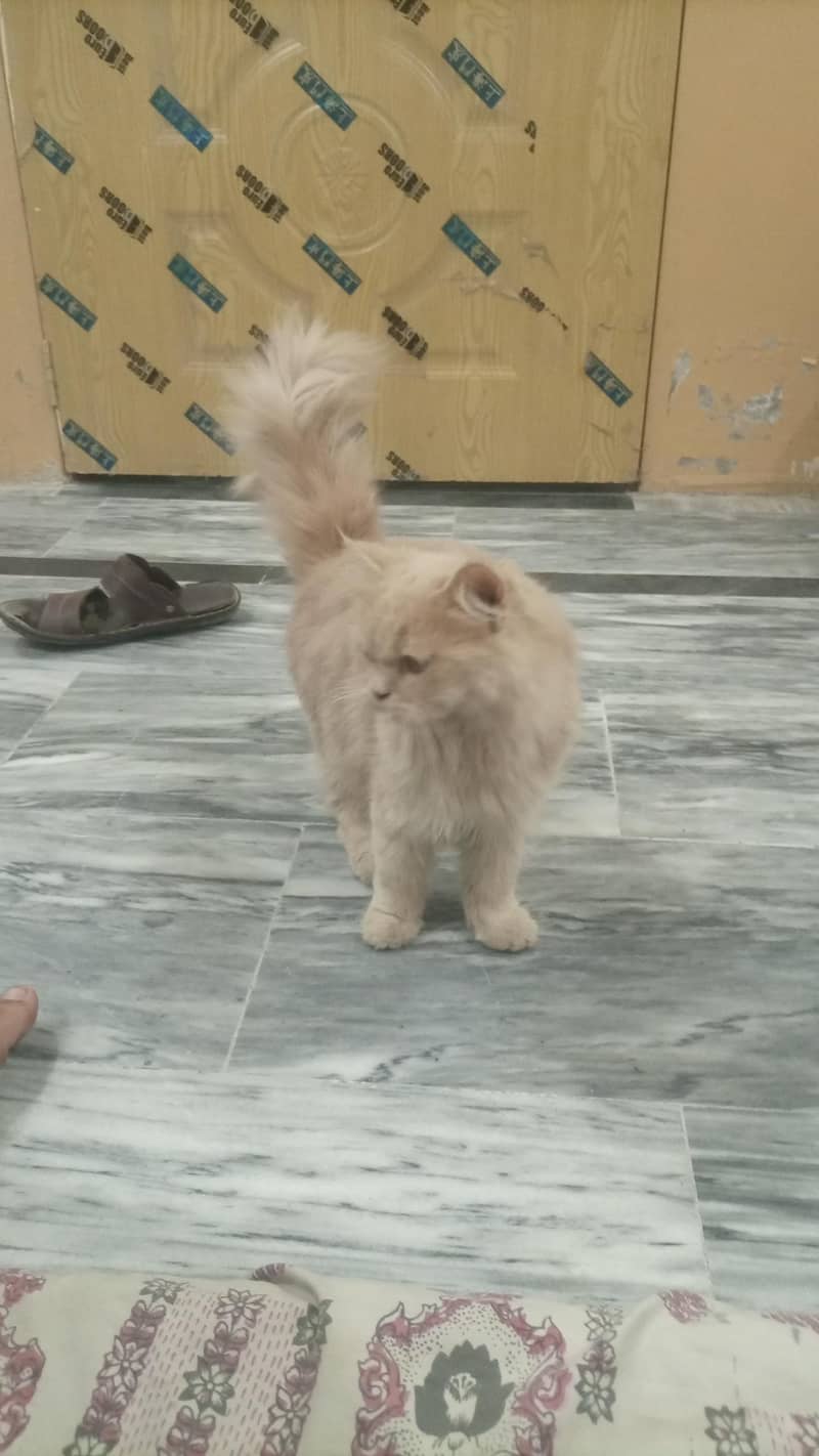 Persian double cot 2