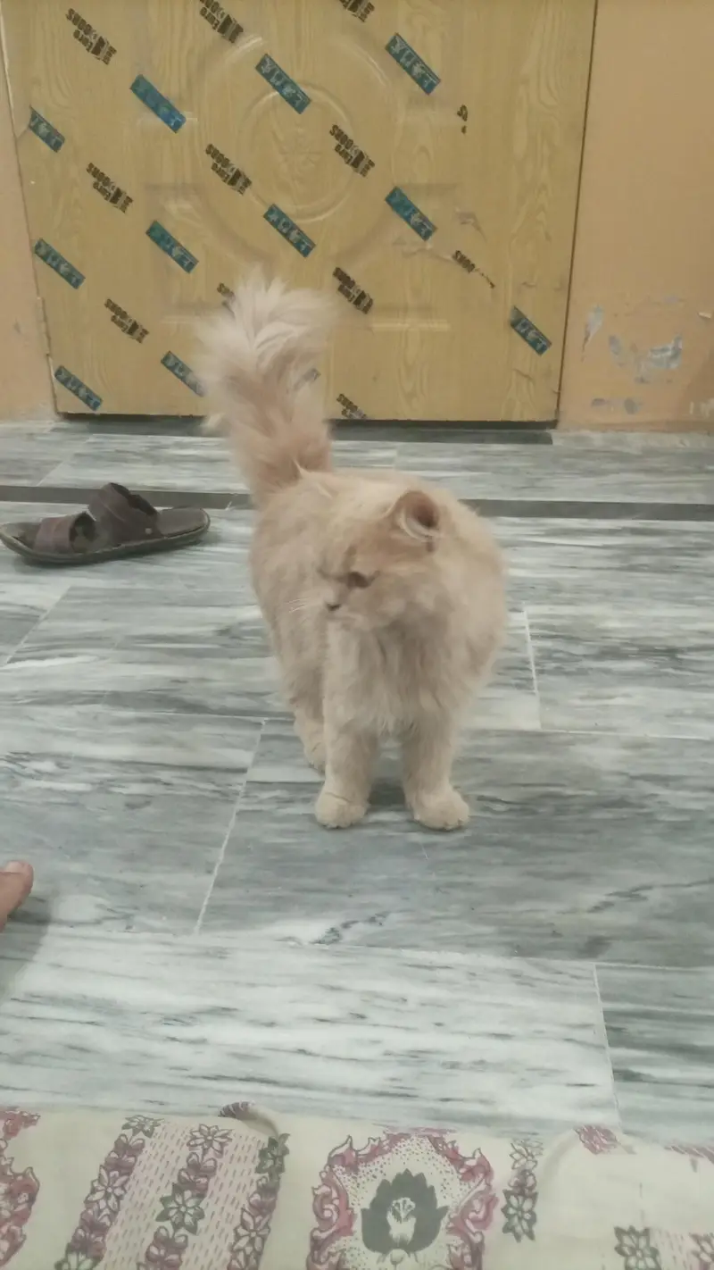 2 cat Persian double cot for sale — photo 3
