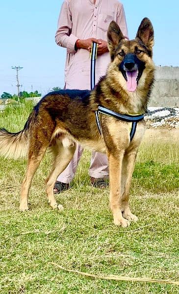 Belgium bigyari mail 8 mahnt for sale active and healthy available