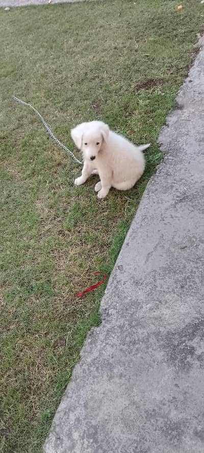 urgent sale