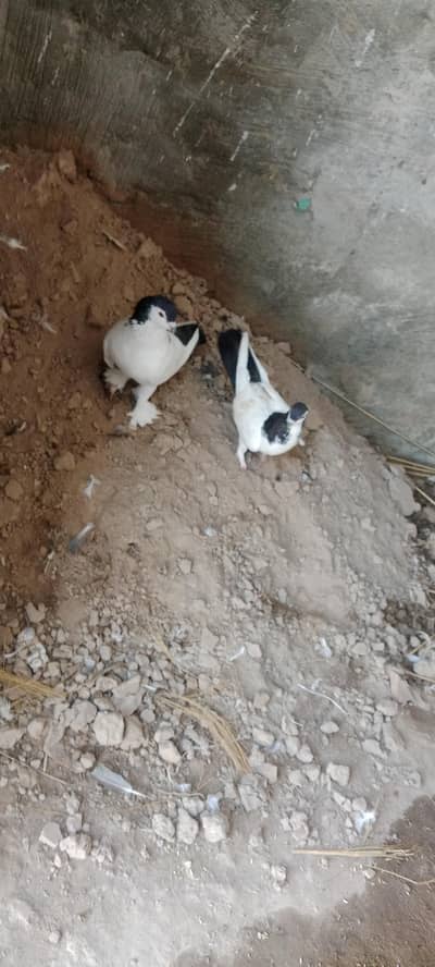 shirazi pigon,lucky pigons,chena kabutar bacha Black kabutar pair