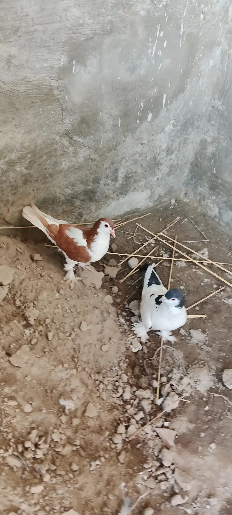 shirazi pigon,lucky pigons,chena kabutar bacha Black kabutar pair — photo 2