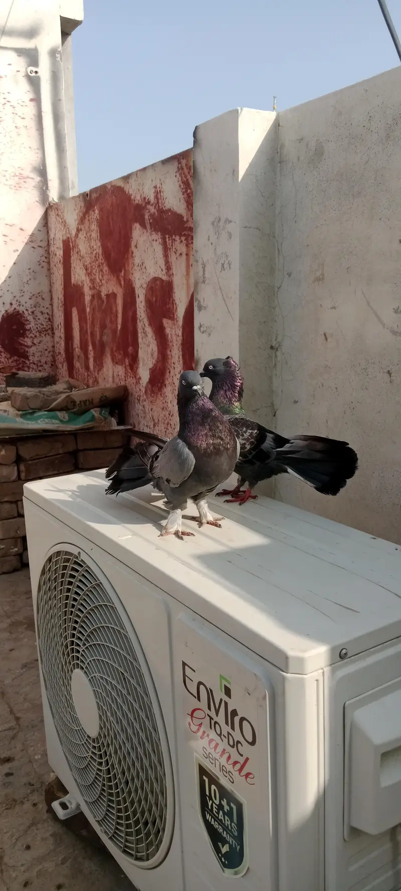 shirazi pigon,lucky pigons,chena kabutar bacha Black kabutar pair — photo 3