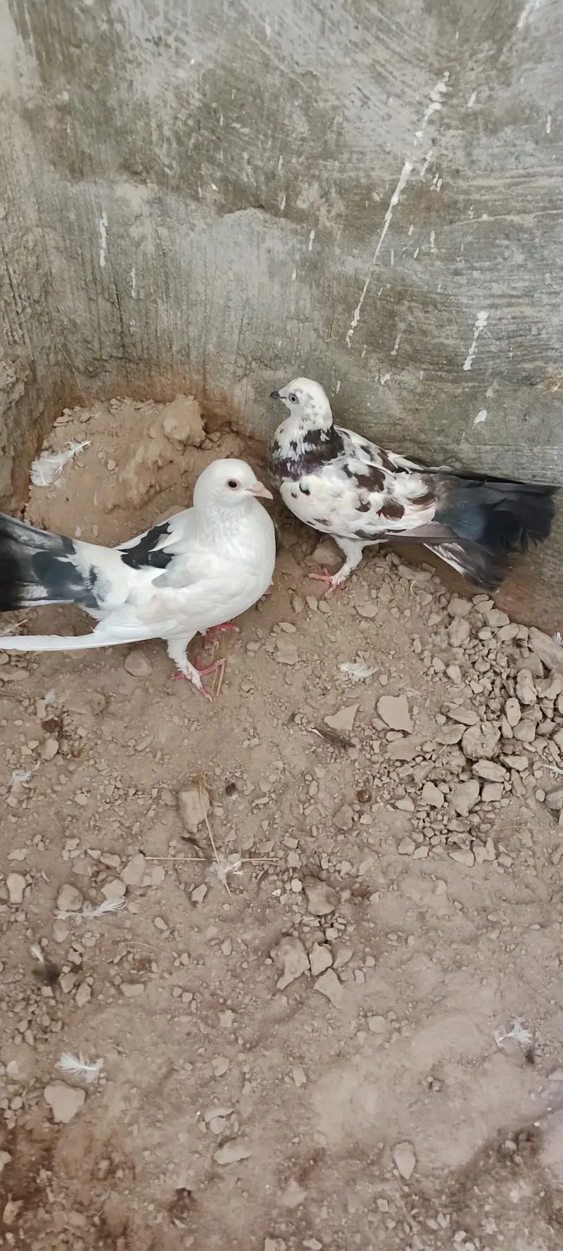 shirazi pigon,lucky pigons,chena kabutar bacha Black kabutar pair — photo 5