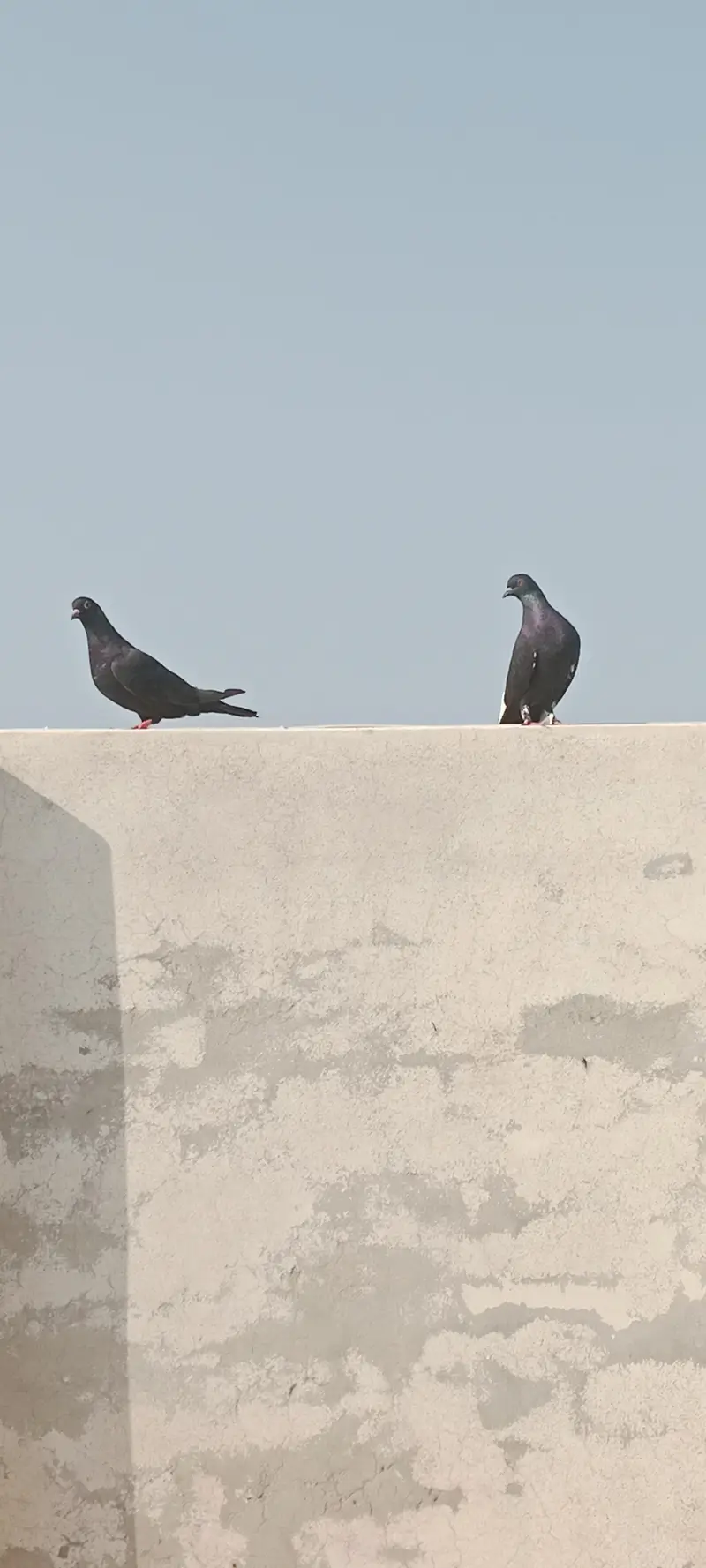 shirazi pigon,lucky pigons,chena kabutar bacha Black kabutar pair — photo 6