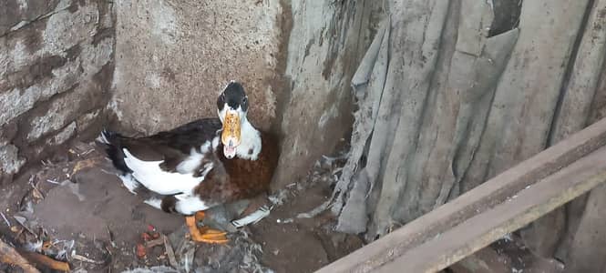 Duck :  Young Male: Active  Home fresh food sa pala ha.