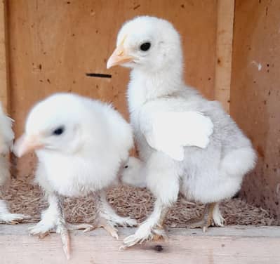 Chick's available