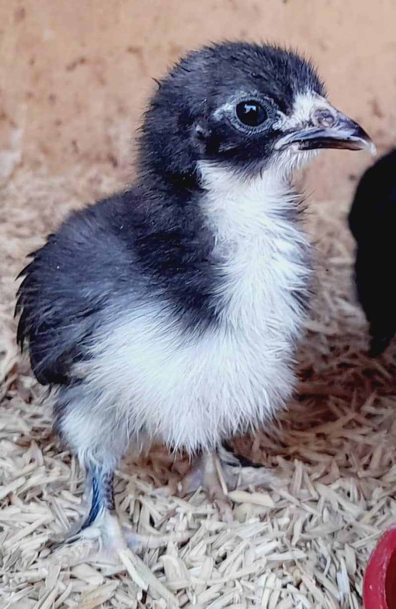 Chick's available 1