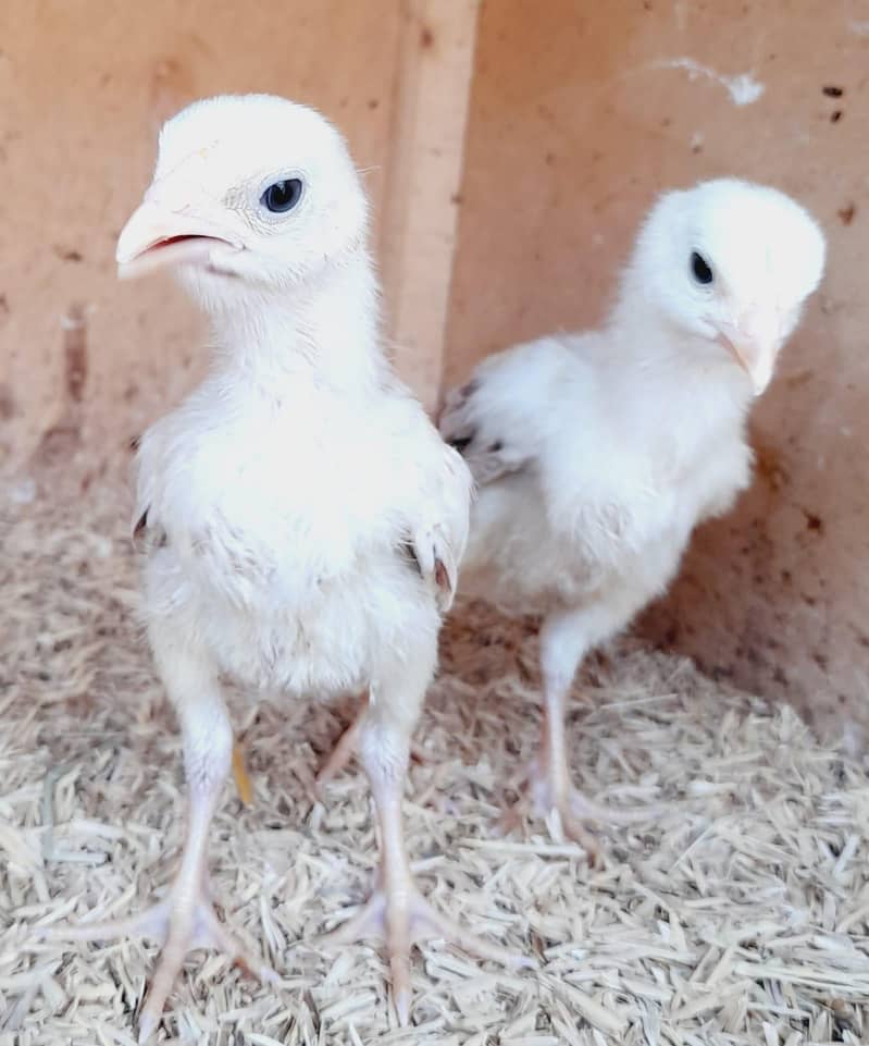 Chick's available 2