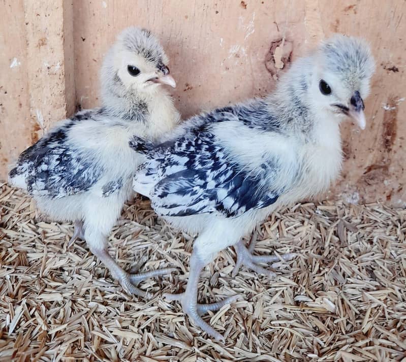 Chick's available 3