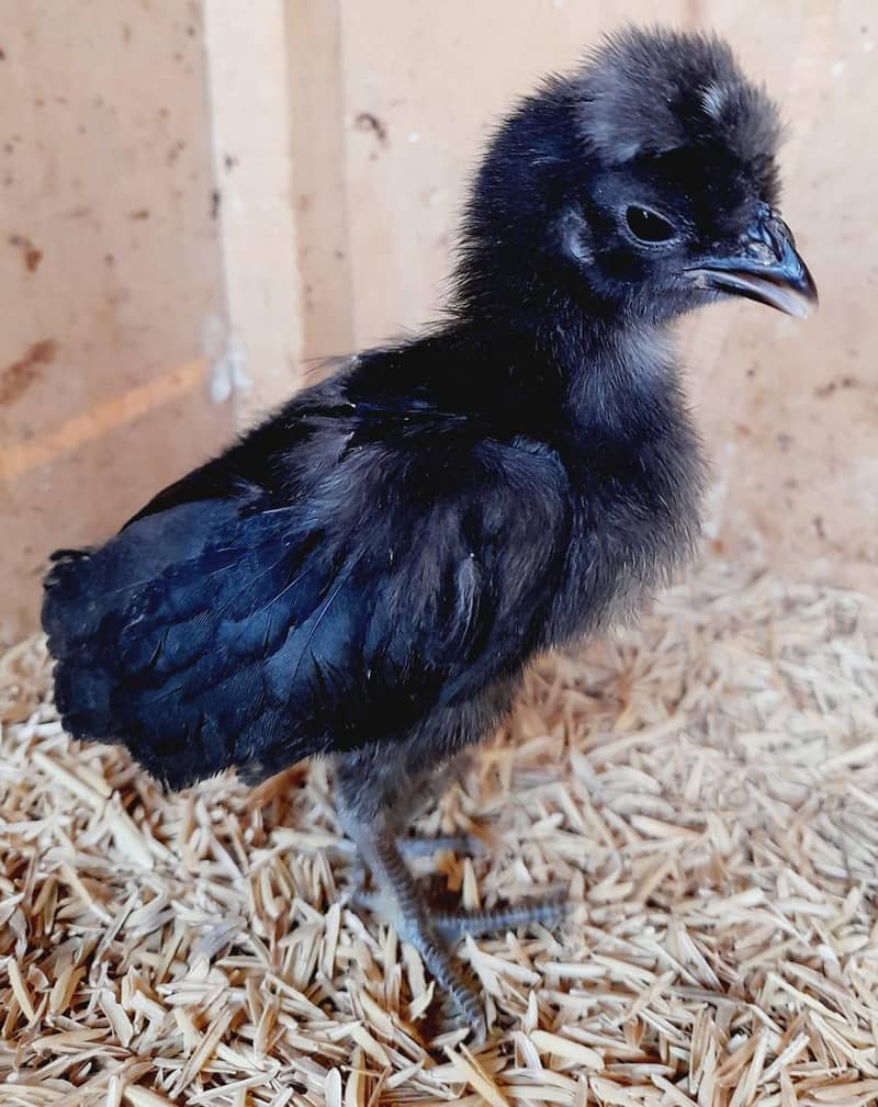 Chick's available 4