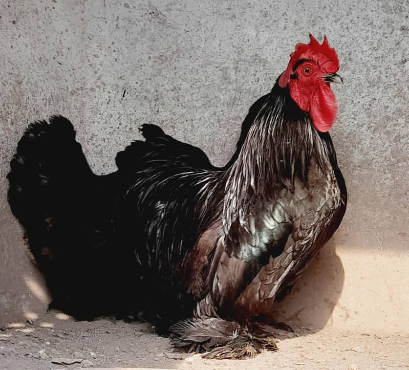 Chick's available 5
