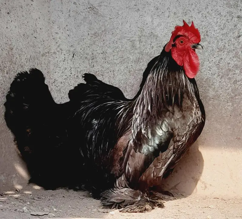 Chick's available — photo 6