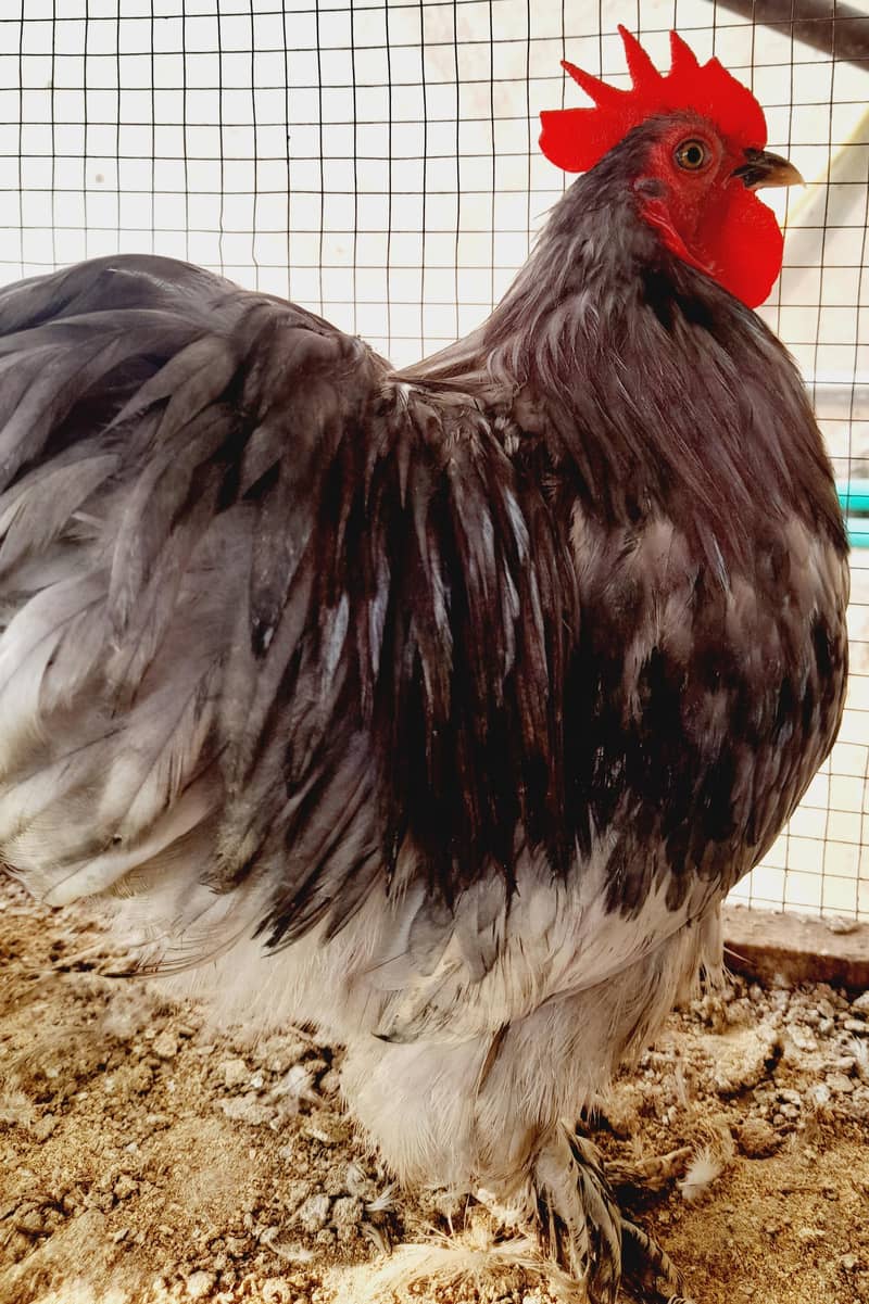 Chick's available 6