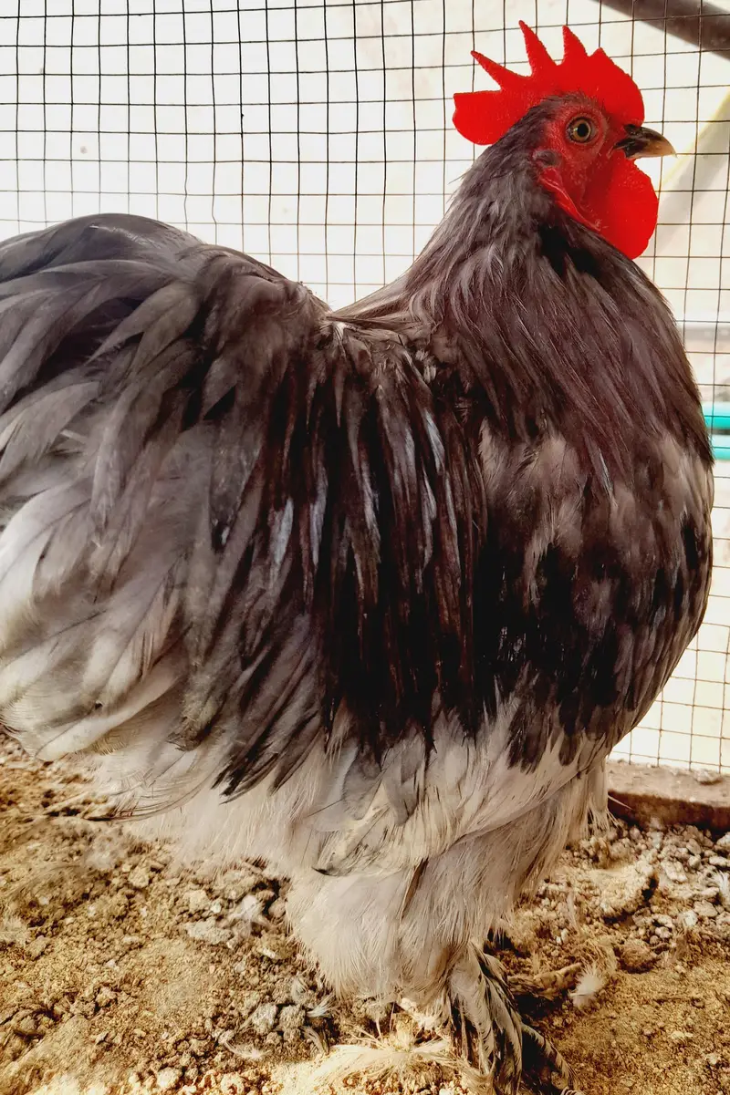 Chick's available — photo 7