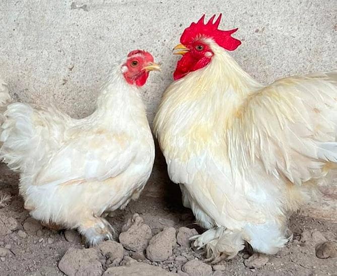 Chick's available 7