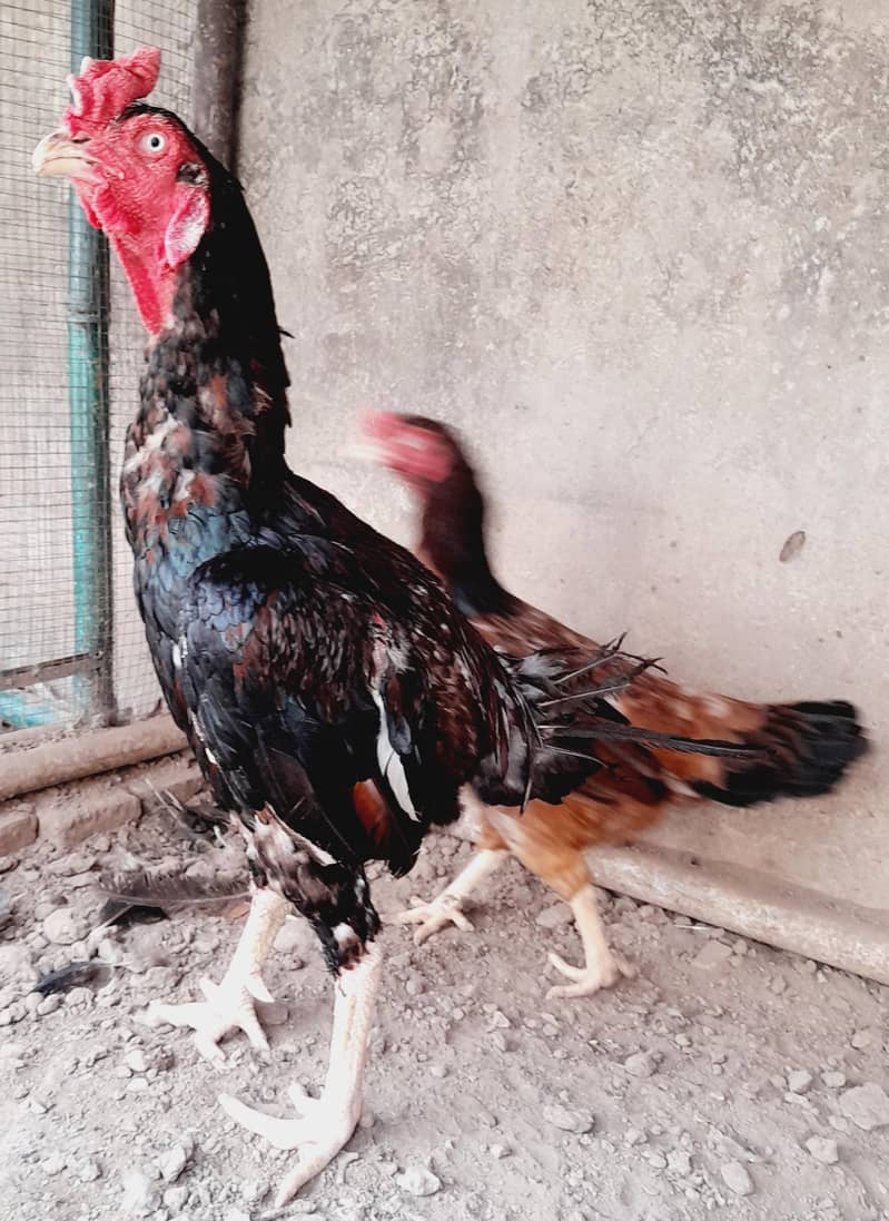 Chick's available 8