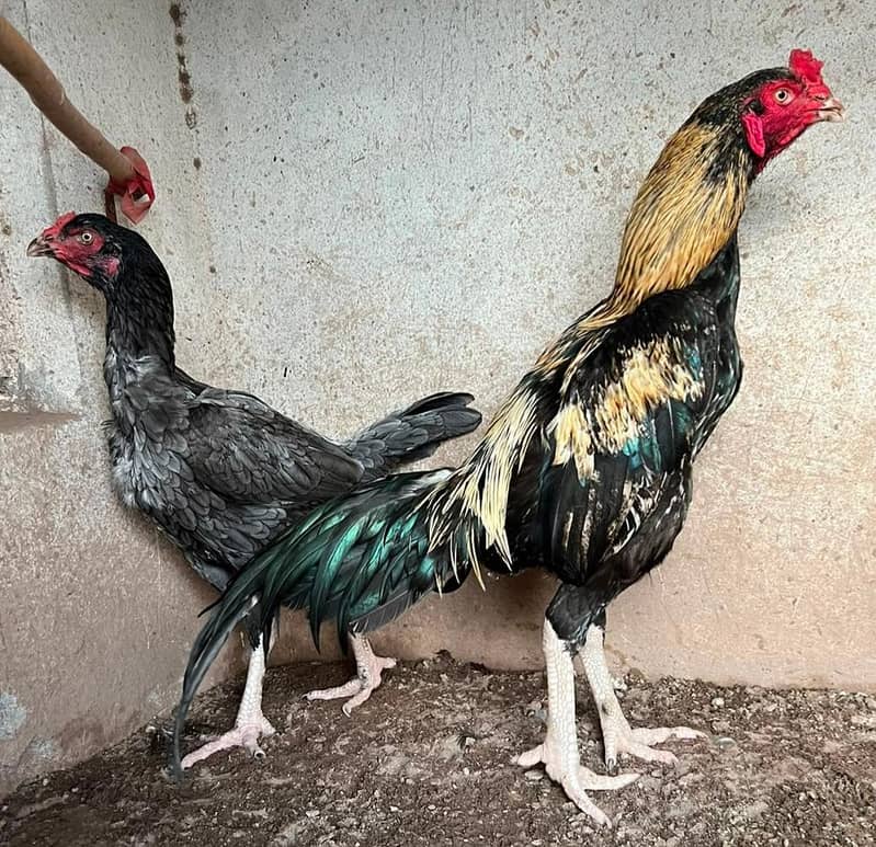 Chick's available 9