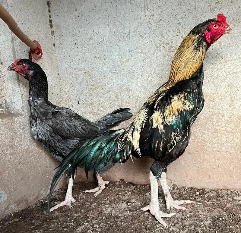 Chick's available — photo 10