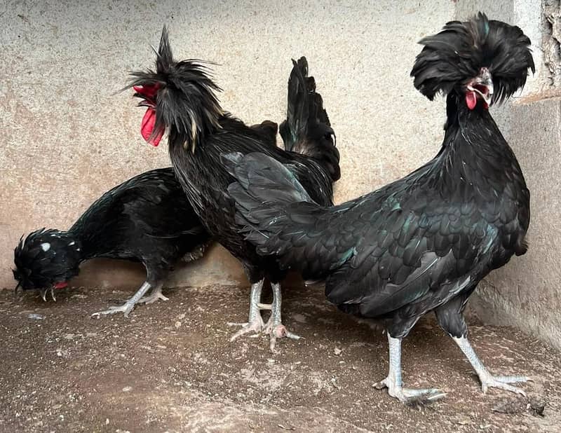 Chick's available 10