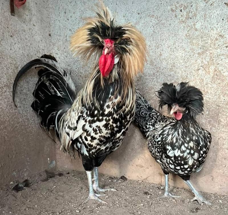 Chick's available 11