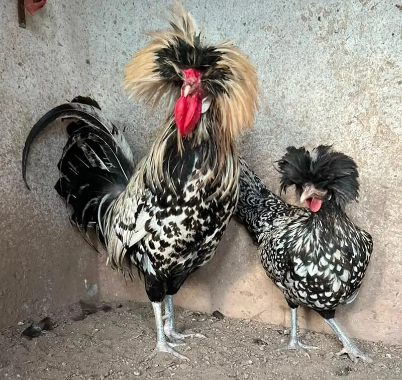 Chick's available — photo 12