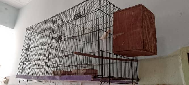 birds with cage