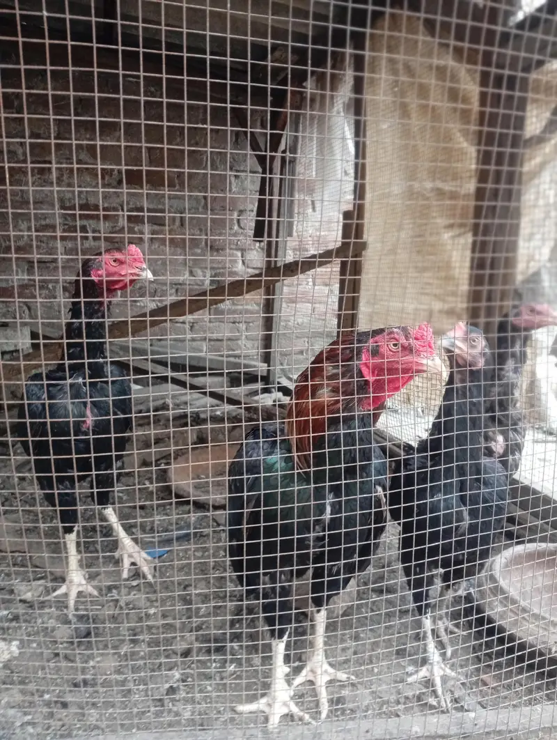 aseel amroha for sale — photo 3