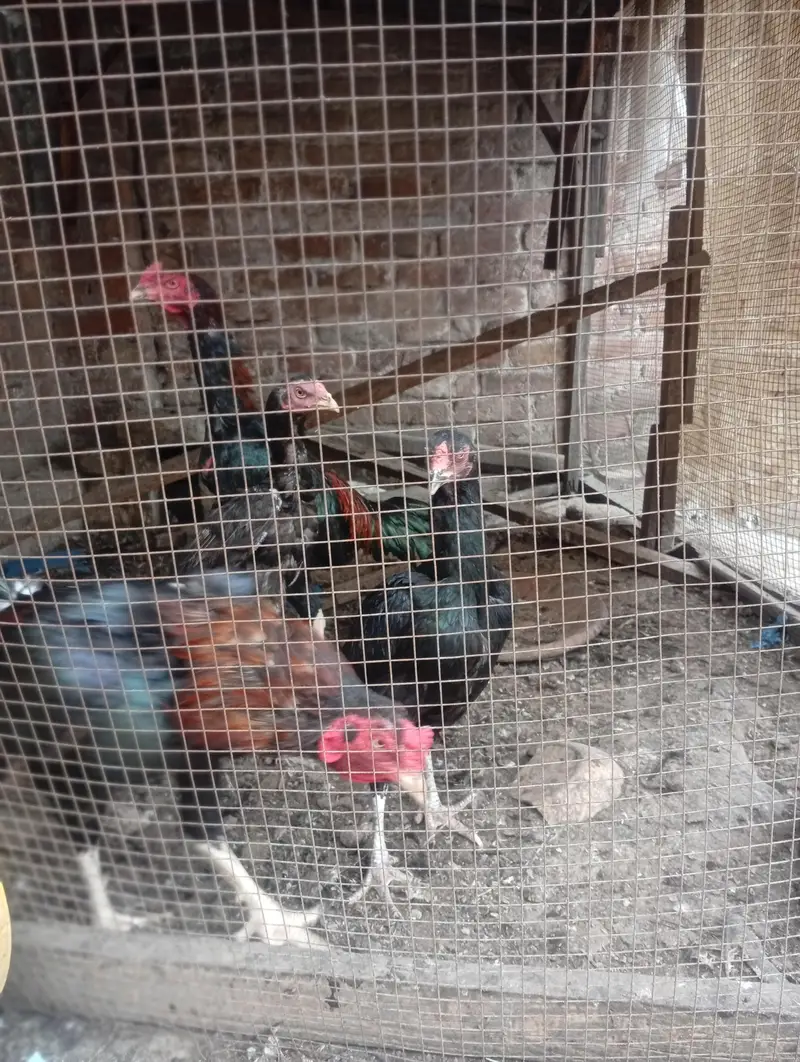 aseel amroha for sale — photo 4