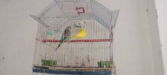 Parrots for sale