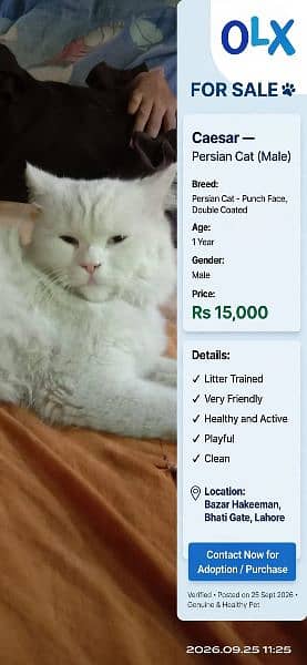 Persian cat for sale