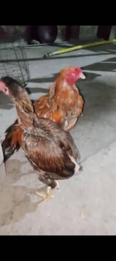 pure Pakistani aseel game bird pair