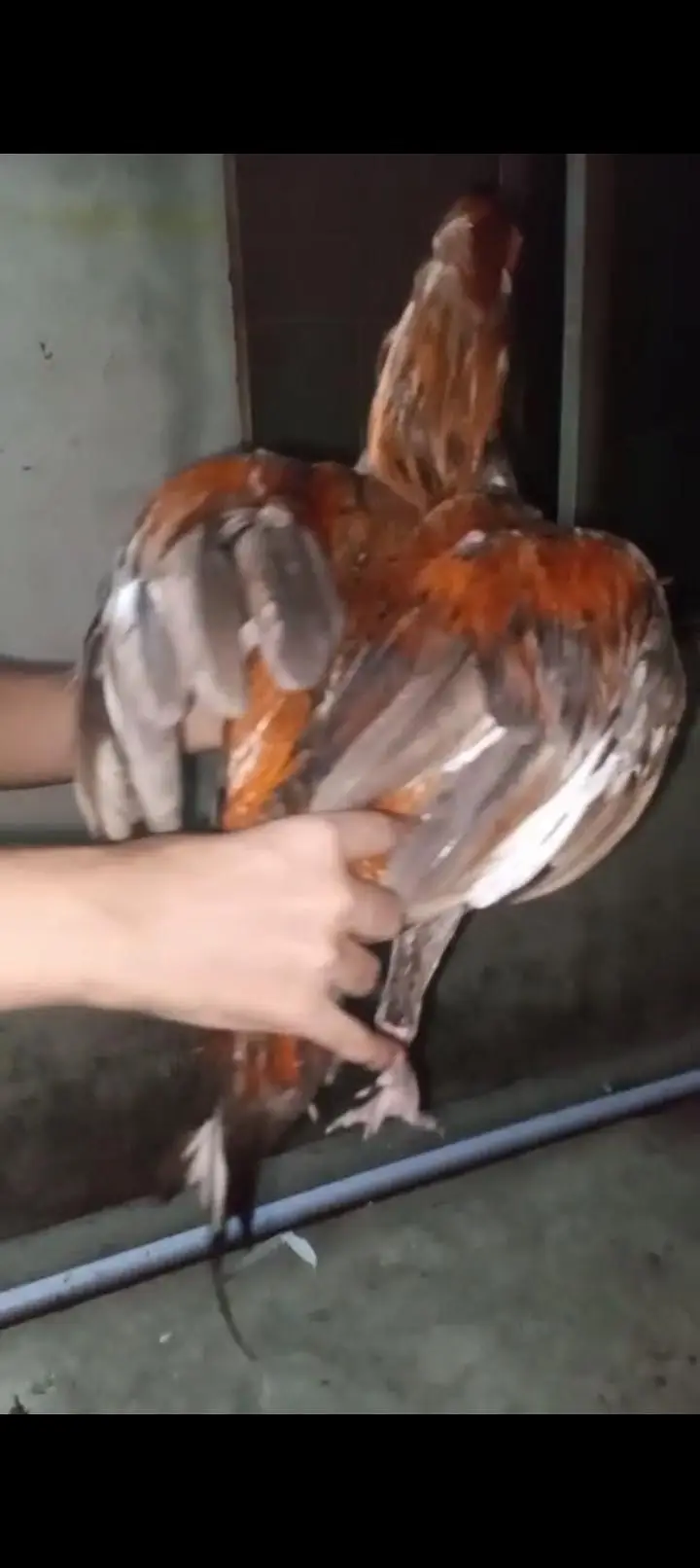 pure Pakistani aseel game bird pair — photo 5