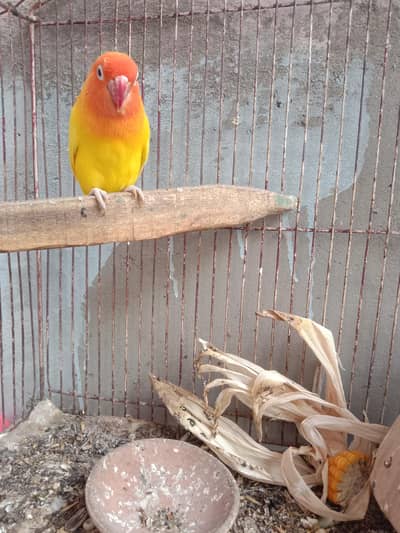 Lutino lovebird