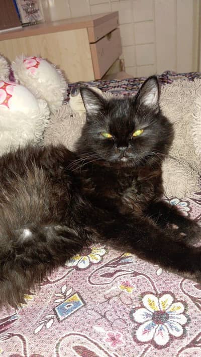 Persian kitten for Sale