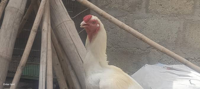 pepar white