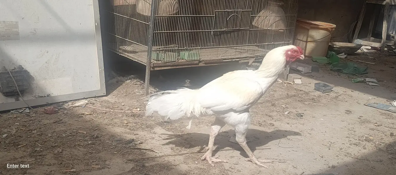 pepar white — photo 4