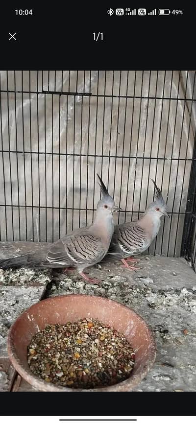 crested Dove baby Pair