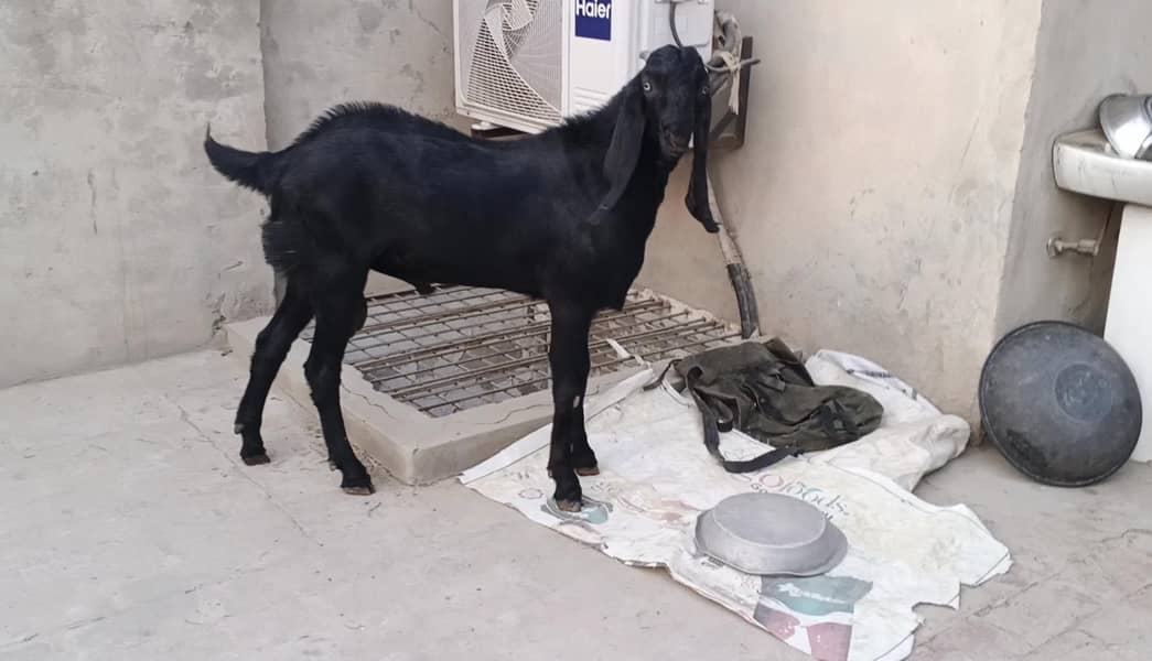 بیتل بریڈر 2