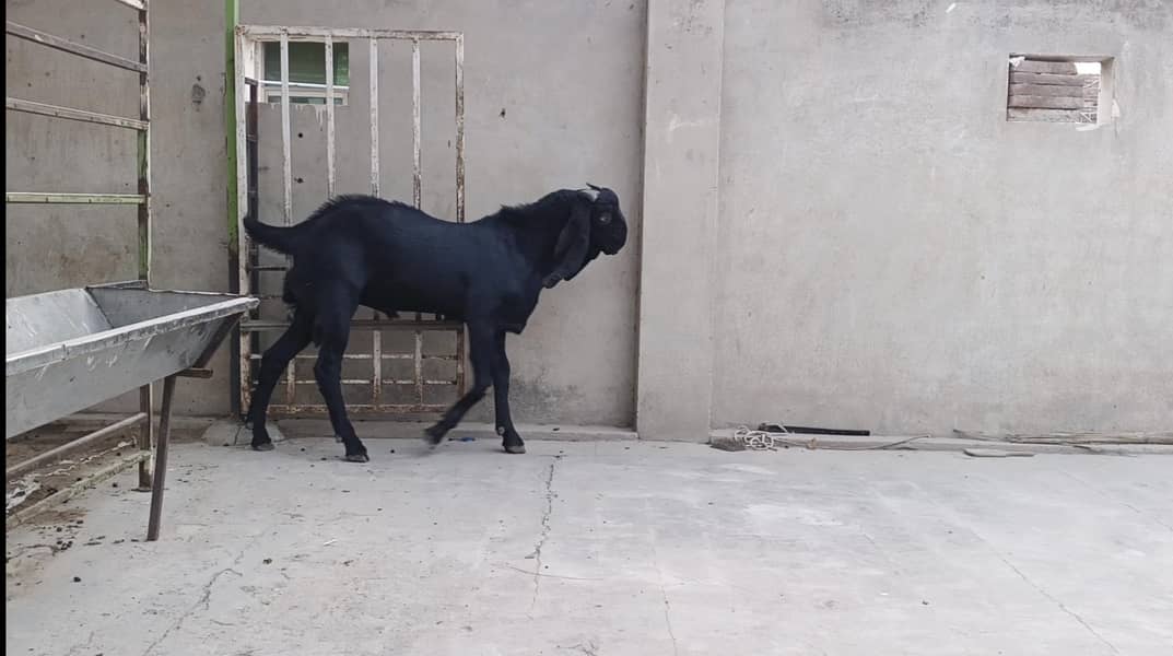 بیتل بریڈر 3