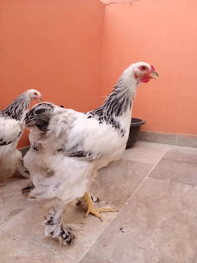 Colombia Brahma